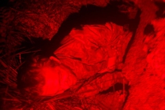 313a39b0-a216-4451-a9b3-2f4a717376de